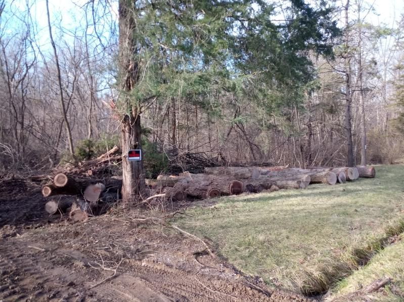 A pile of logs is sitting in the middle of a forest.