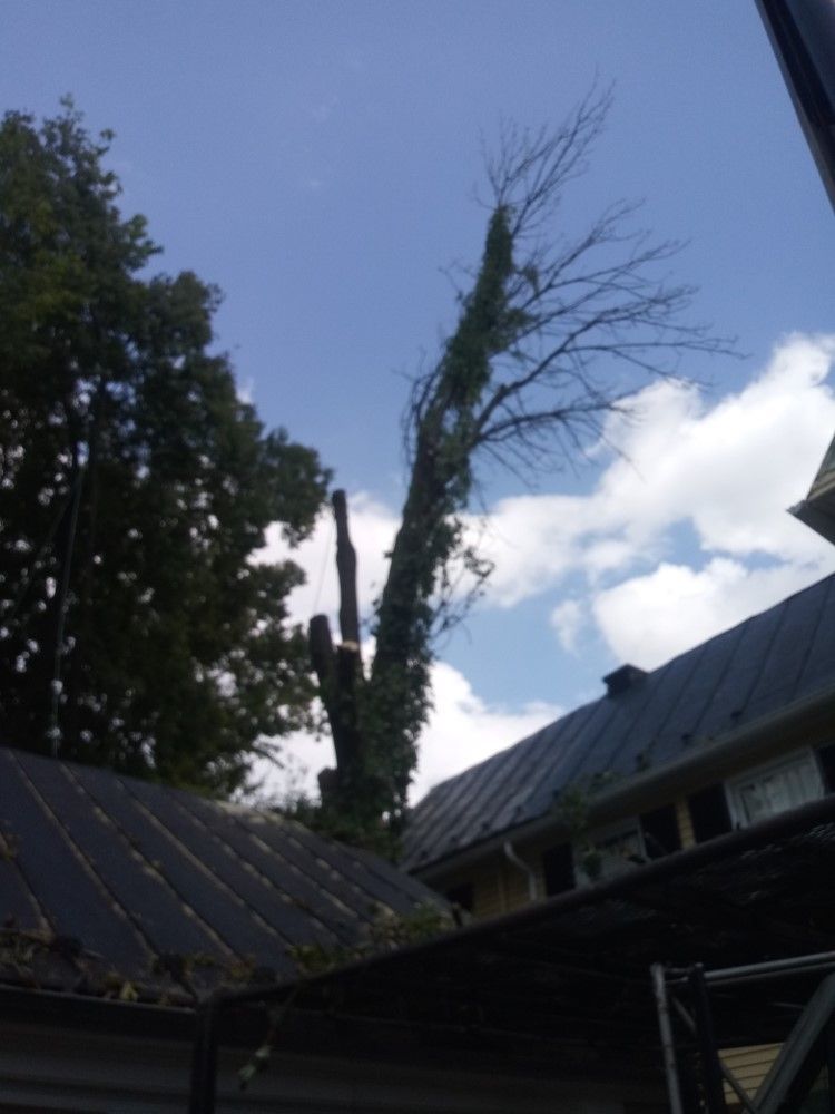 A tree is being cut down in front of a house