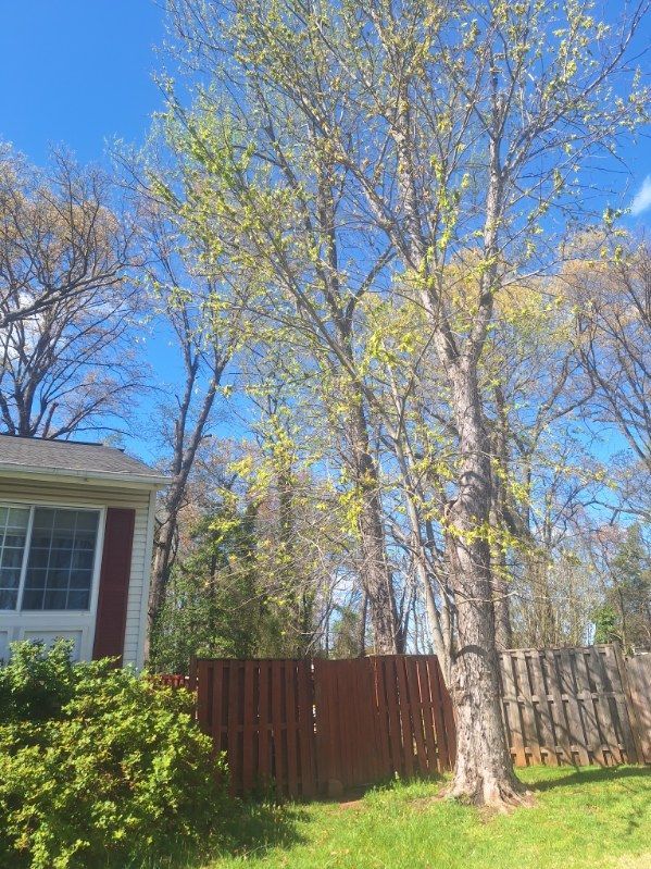 A house is surrounded by trees and a red fence.