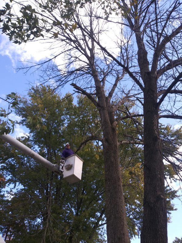 A man in a bucket is cutting a tree.