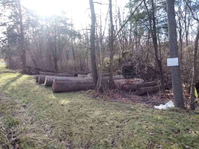 A bunch of logs are laying on the ground in the woods.
