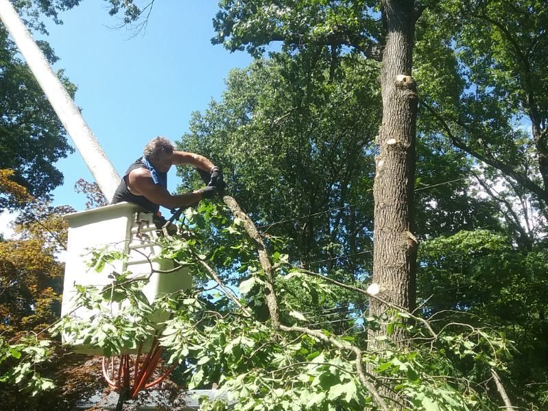 A man in a bucket is cutting a tree branch.