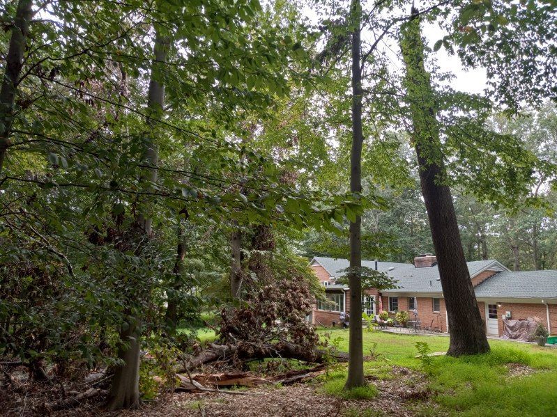 A house is surrounded by trees and a fallen tree in front of it.