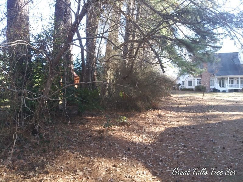 A picture of a house taken by great falls tree service
