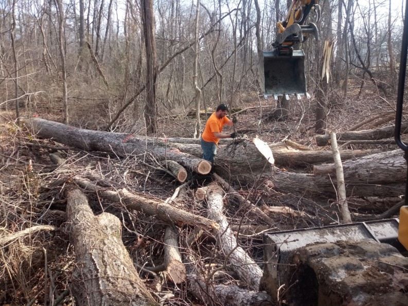 A man is standing on a pile of logs in the woods.
