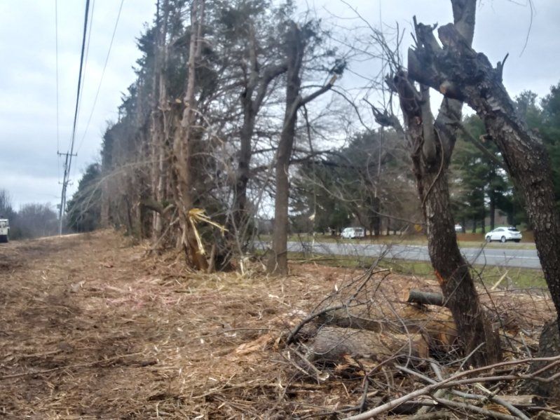 A row of trees that have been cut down on the side of a road