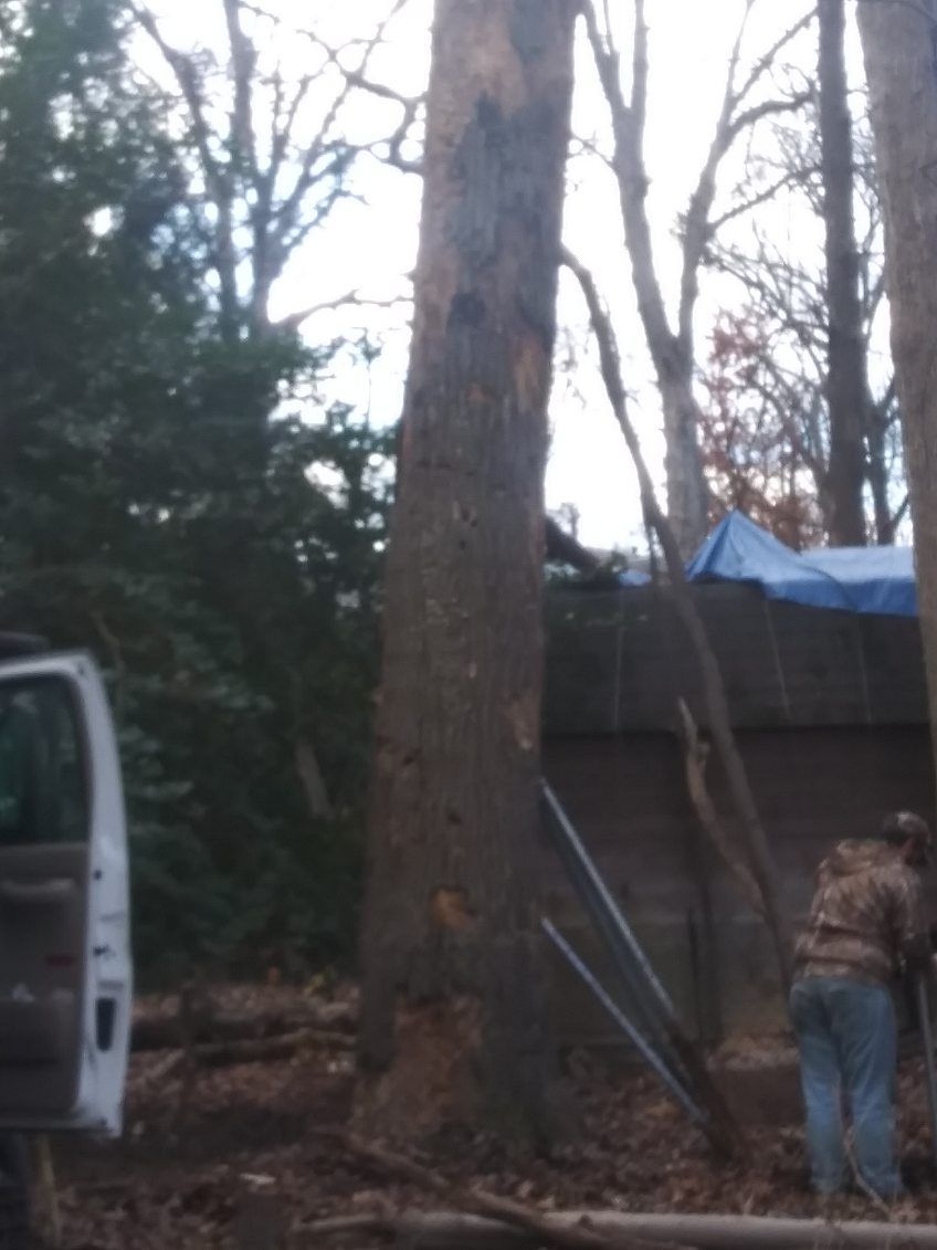 A white van is parked next to a large tree