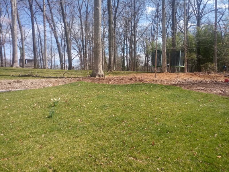A lush green field with trees in the background.