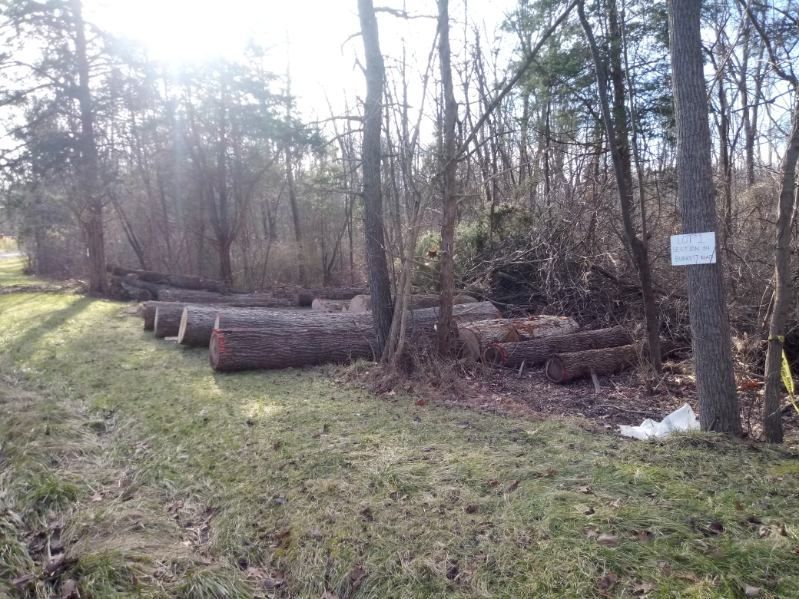 A bunch of logs are laying on the ground in the middle of a forest.