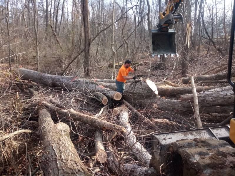 A man is standing on a pile of logs in the woods.