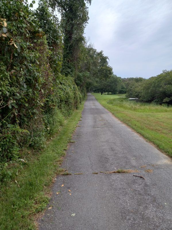 A road going through a grassy field with trees on both sides