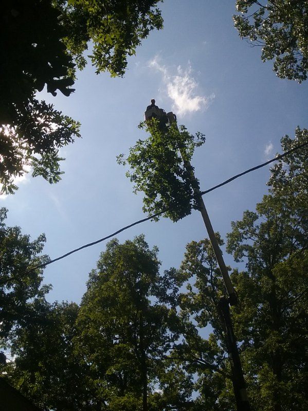 Looking up at a tree with a blue sky in the background