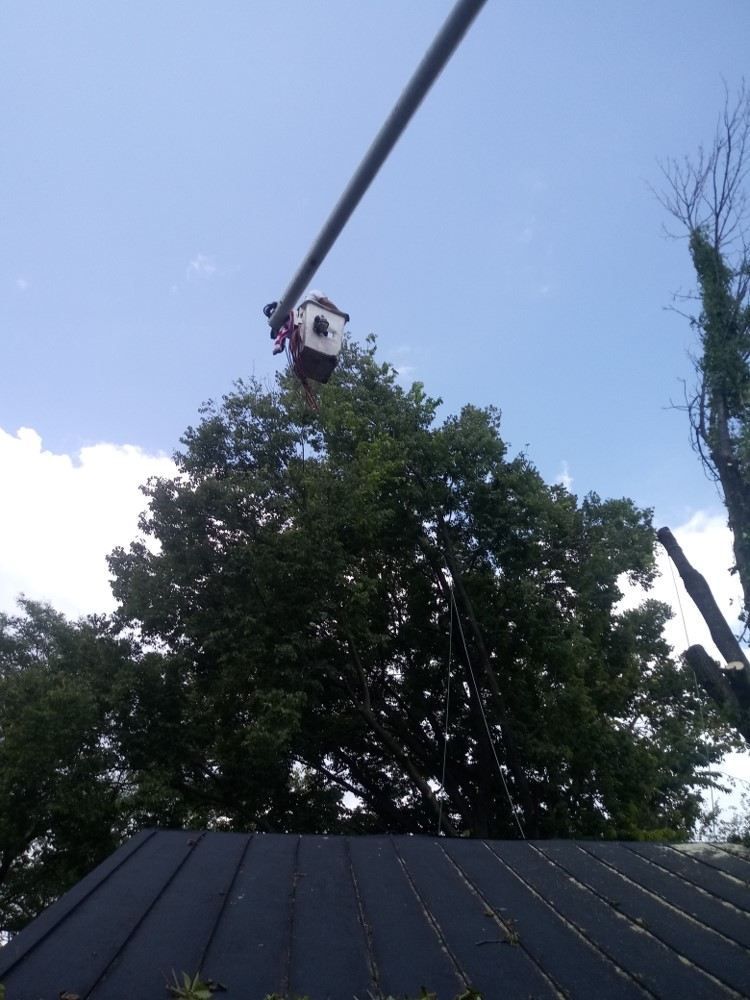 A man in a bucket is cutting a tree