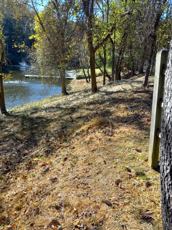 A tree trunk in the middle of a forest next to a body of water.