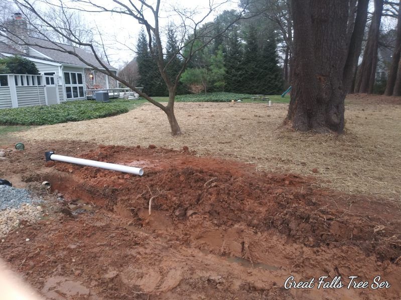A large tree is in the middle of a dirt field in front of a house.