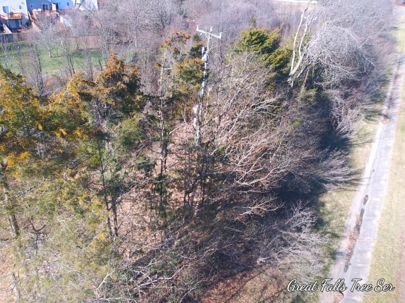 An aerial view of a forest with trees and power lines