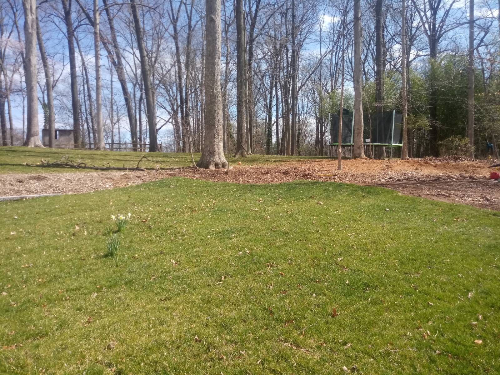 A lush green field with trees in the background on a sunny day.