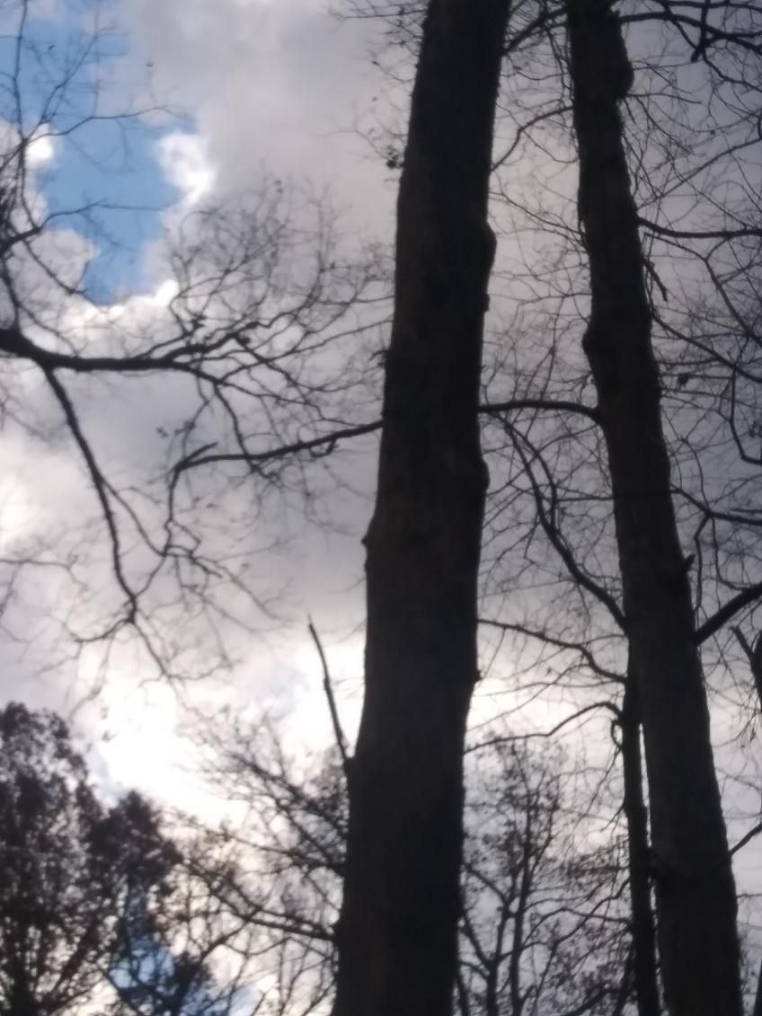 Trees without leaves are silhouetted against a cloudy sky