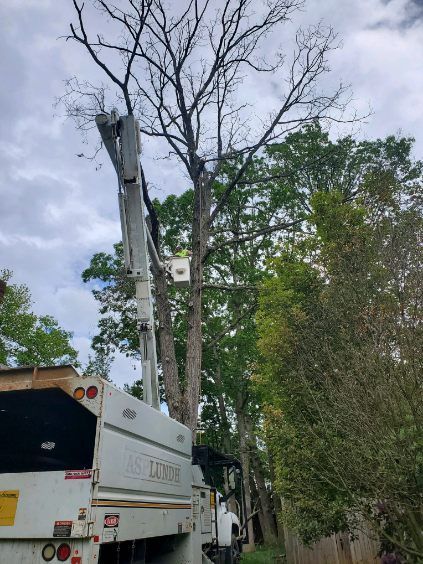 A white truck is cutting a tree with a crane.