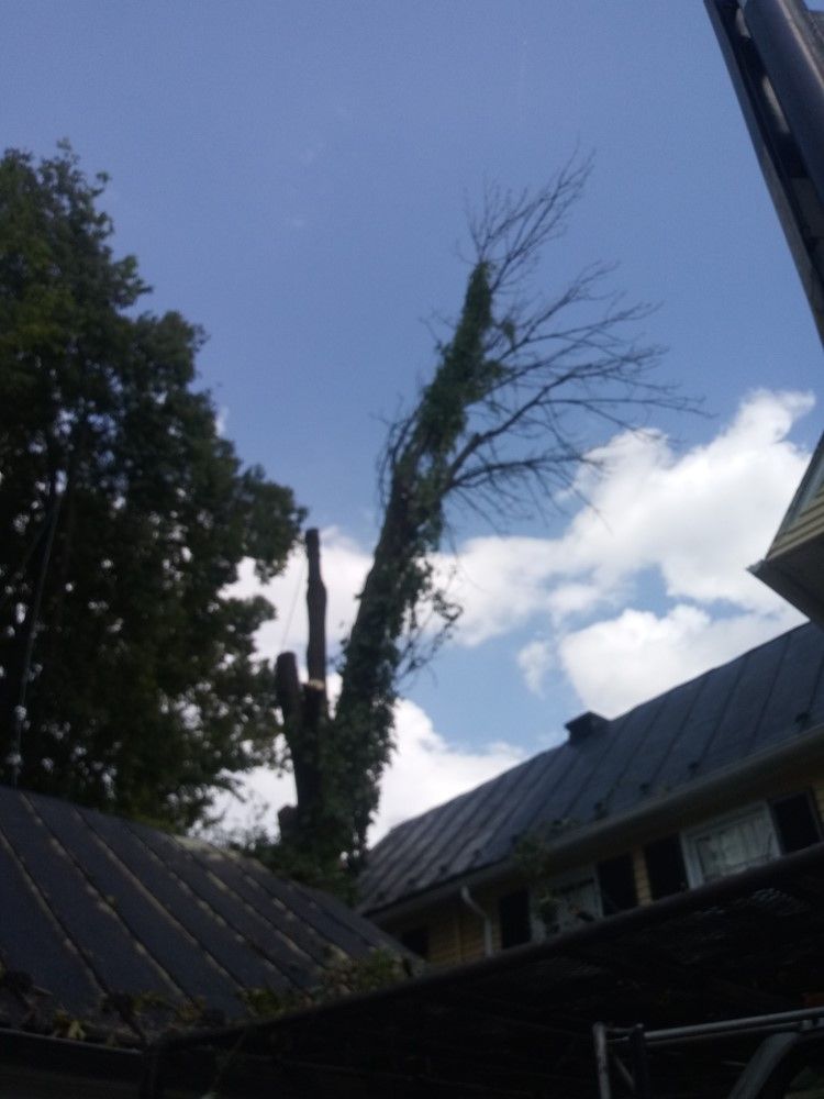 A tree is being cut down in front of a house