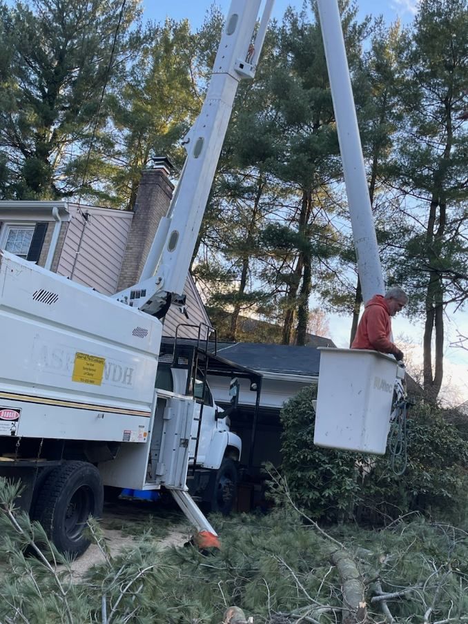 A man in a bucket is cutting a tree in front of a house.