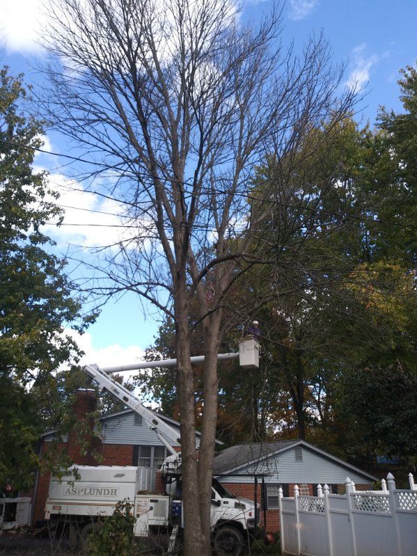 A white truck is cutting a tree in front of a house.