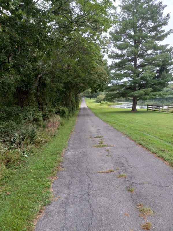 A road going through a park with trees on both sides.