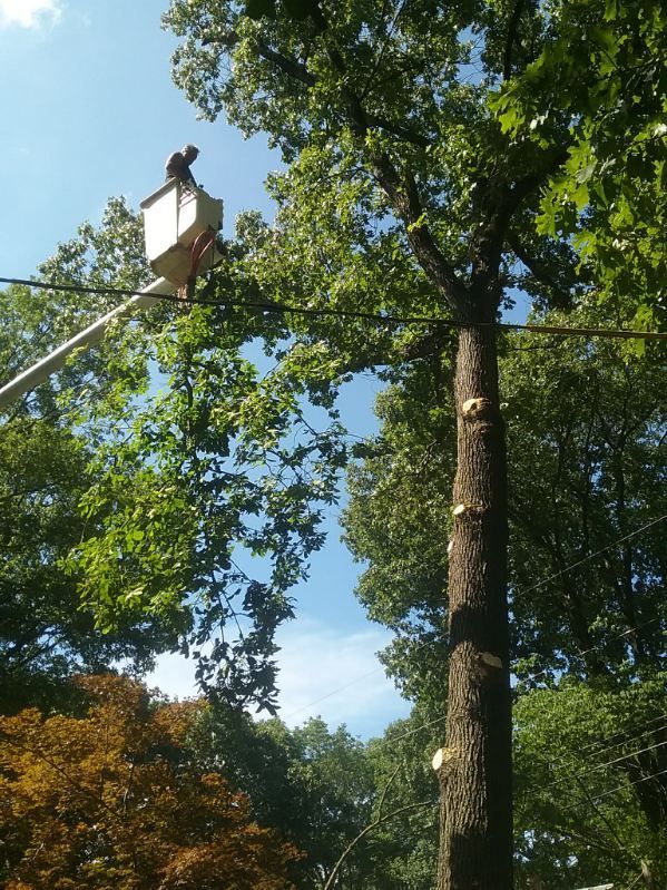 A man in a bucket is cutting a tree