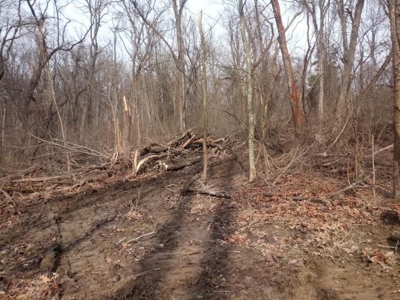 A dirt road in the middle of a forest with trees in the background.