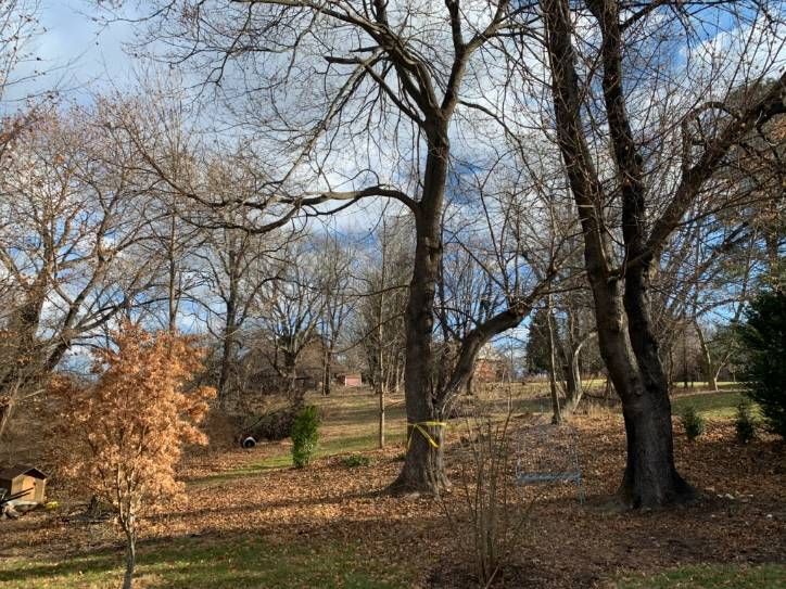 A park with trees and grass on a cloudy day