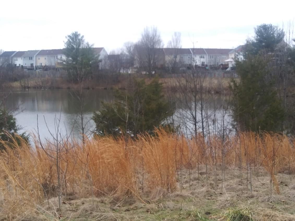 A large body of water surrounded by tall grass and trees with houses in the background.