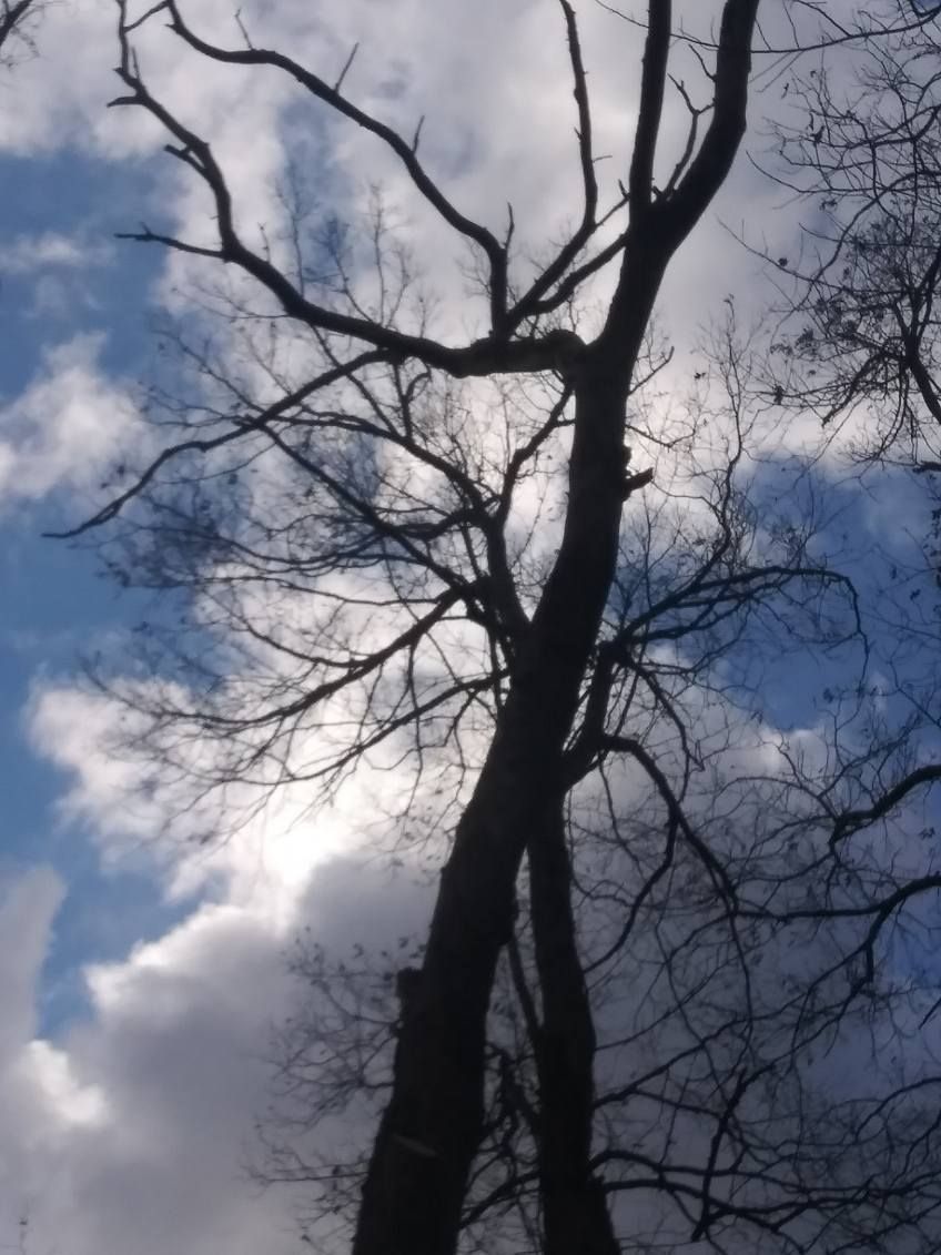 A tree with a blue sky and clouds behind it