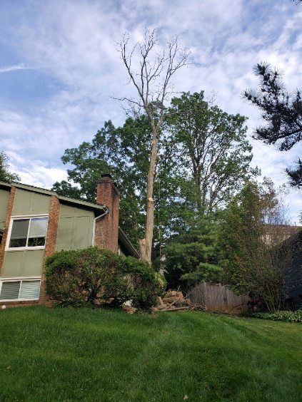 A house with a large tree in front of it.