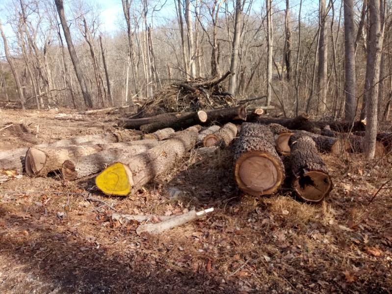 A pile of logs in the middle of a forest.