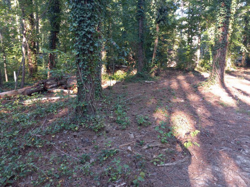 A dirt road in the middle of a forest surrounded by trees.
