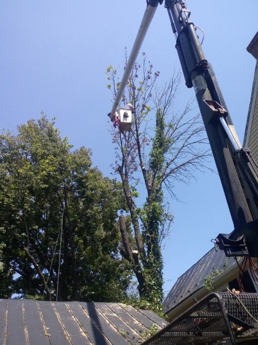 A crane is cutting a tree in front of a house.