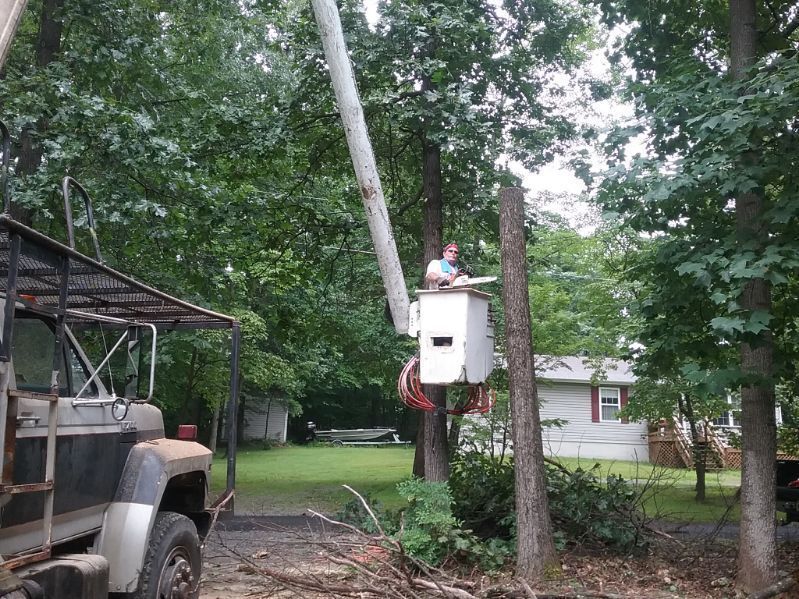 A man in a bucket truck is cutting a tree.