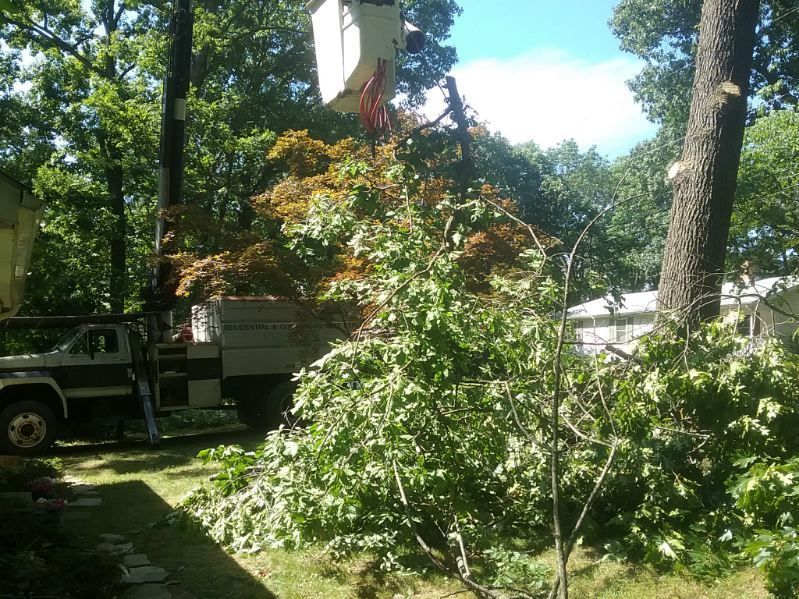 A crane is cutting a tree in a yard.