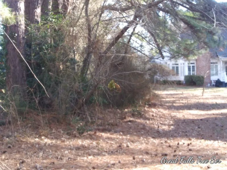 A house with a lot of trees in front of it