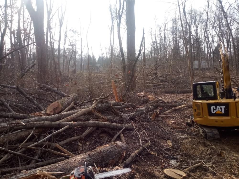 A person is cutting a tree with a chainsaw in the woods.