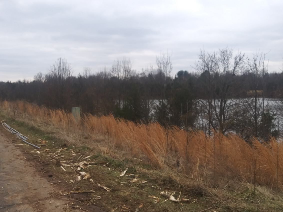 A dirt road leading to a lake with trees in the background.