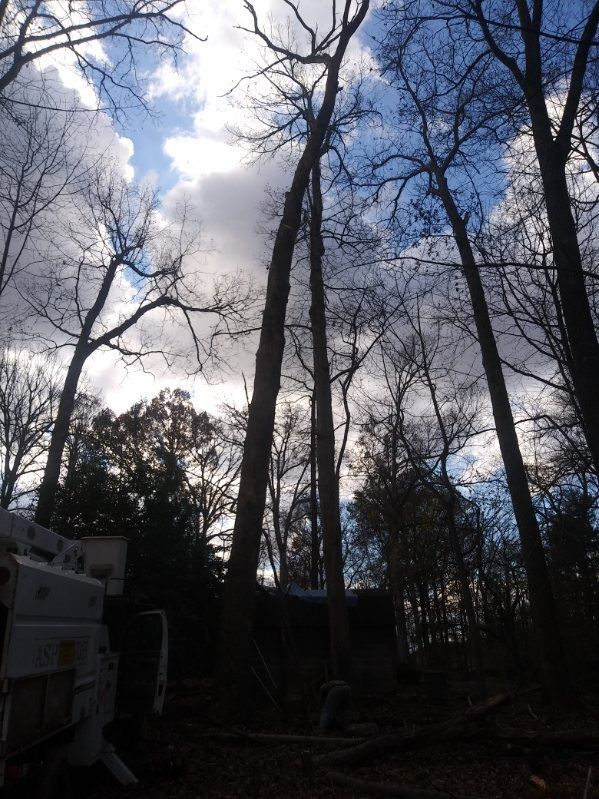 A forest with trees without leaves and a blue sky with clouds