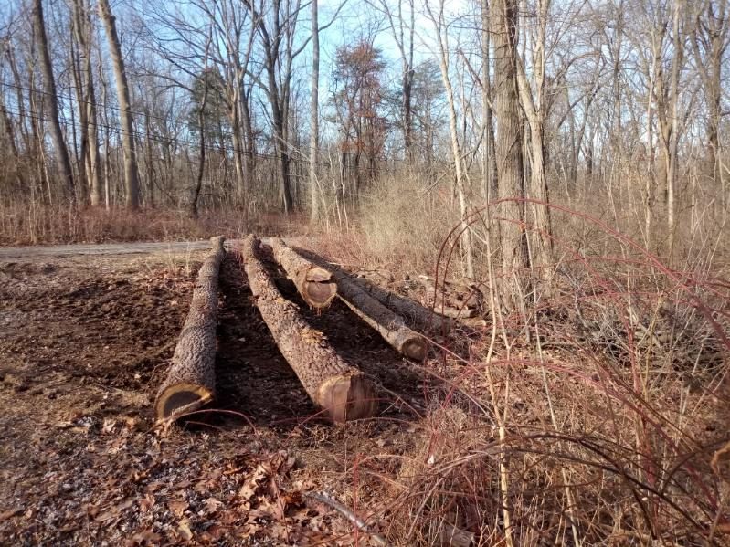 A pile of logs in the middle of a forest.