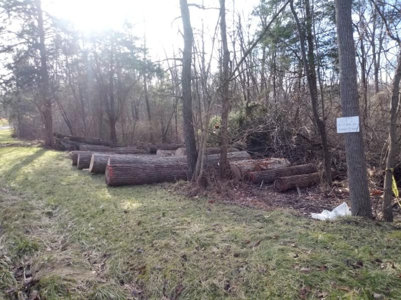 A row of logs sitting on top of a lush green field in the middle of a forest.