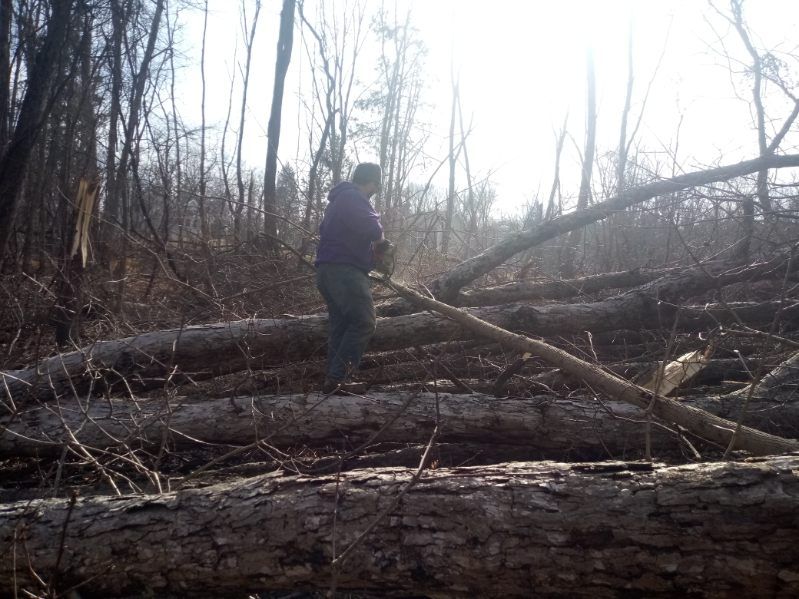 A person is standing on a pile of logs in the woods.