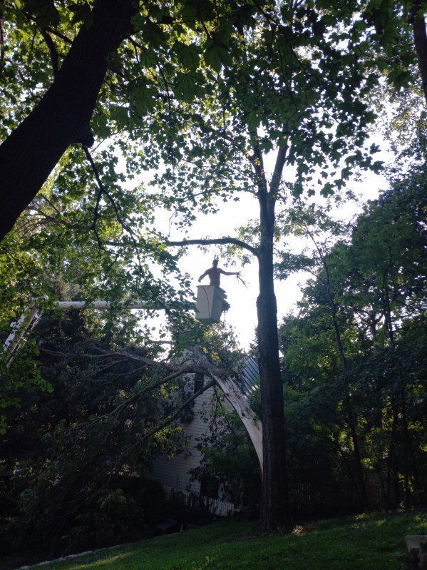 A man in a bucket is cutting a tree