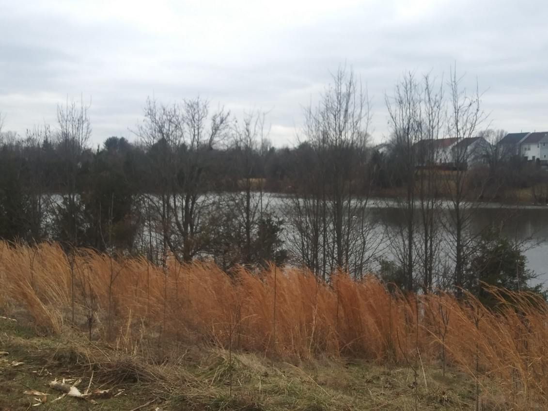 A lake surrounded by tall grass and trees on a cloudy day.