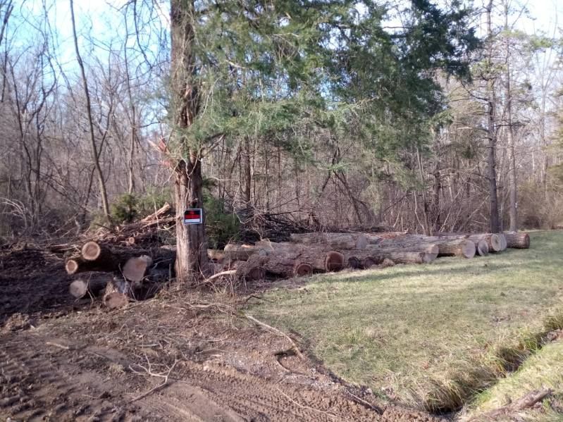 A pile of logs is sitting in the middle of a forest.