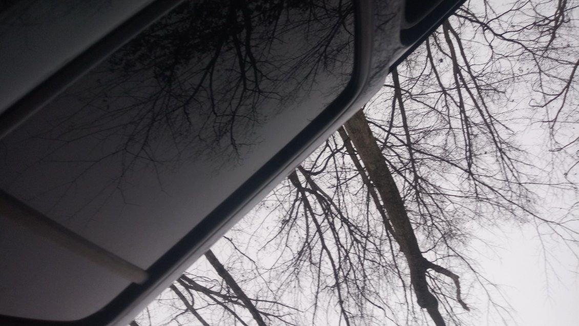 Looking up at trees in a rear view mirror