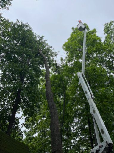 A man is cutting a tree with a crane.